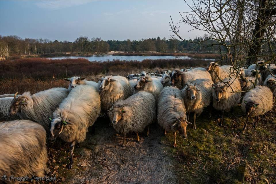 Aa Casia Vakantiehuis Zeegse Zewnętrze zdjęcie